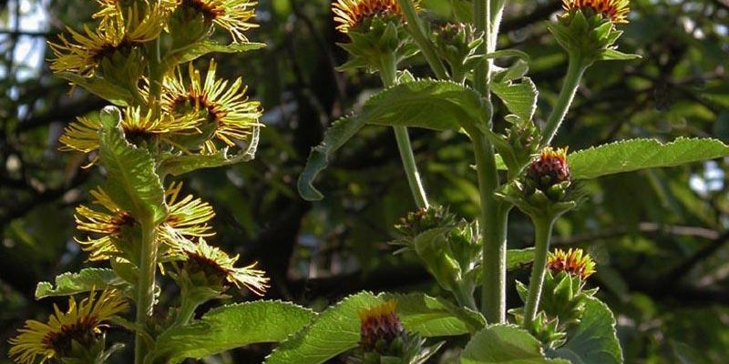 INULA racemosa 'Sonnenspeer' - Aunée