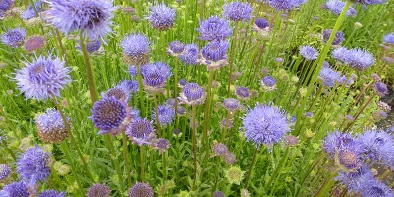 JASIONE laevis 'Blaulicht' - Boule azurée