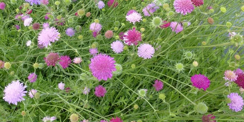 KNAUTIA macedonica 'Melton Pastels' - Petite Scabieuse