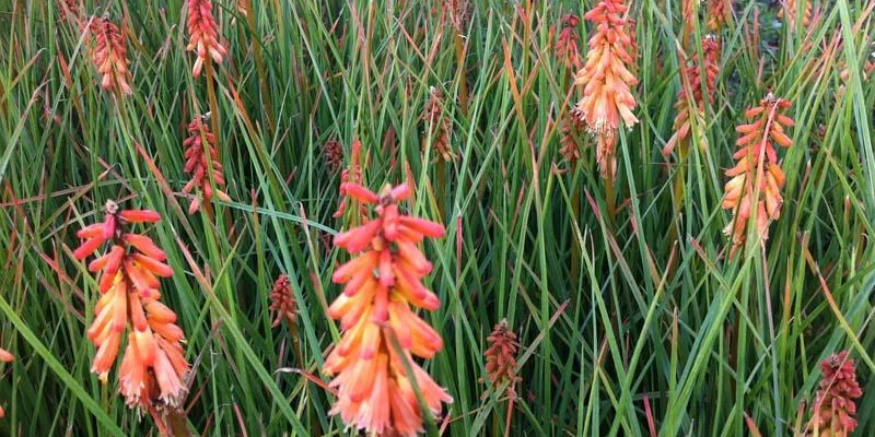 KNIPHOFIA 'Creamsicle'® - Tritome