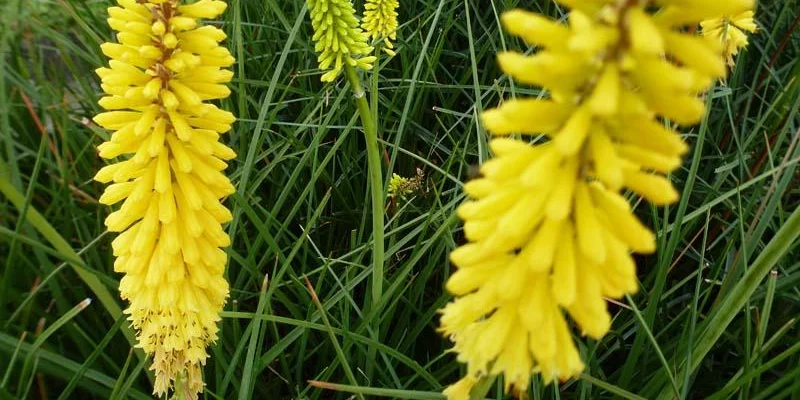 KNIPHOFIA 'Dorset Sentry' - Tritome