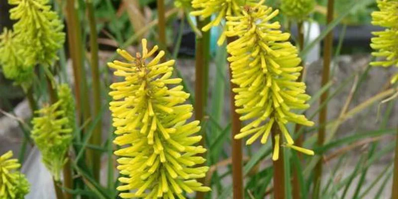 KNIPHOFIA 'Dorset Sentry' - Tritome