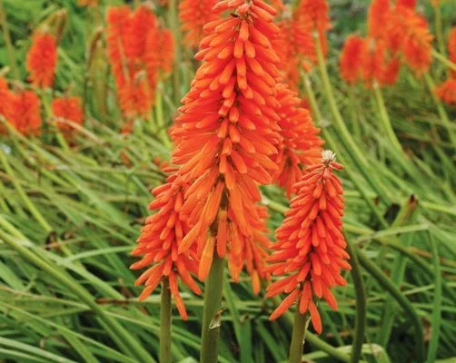 KNIPHOFIA 'Elvira'® - Tritome