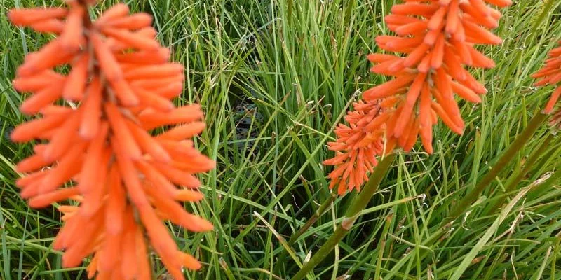 KNIPHOFIA 'Elvira'® - Tritome