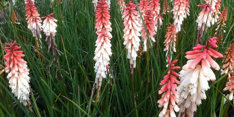 KNIPHOFIA 'Orange Vanilla Popsicle' - Tritome, Tison de Satan