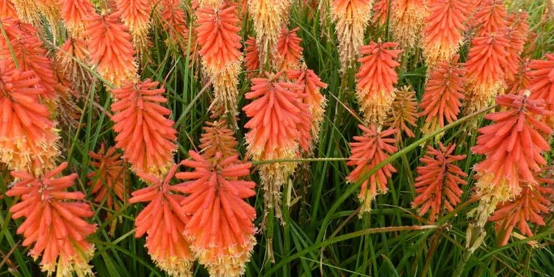 KNIPHOFIA 'Papaya Popsicle' - Tritome