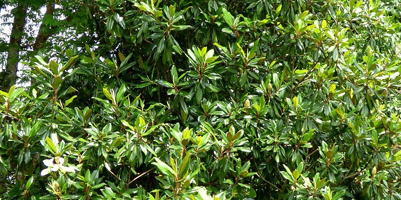 MAGNOLIA grandiflora 'Galissoniensis' - Magnolia à grandes fleurs 'Galissoniensis'