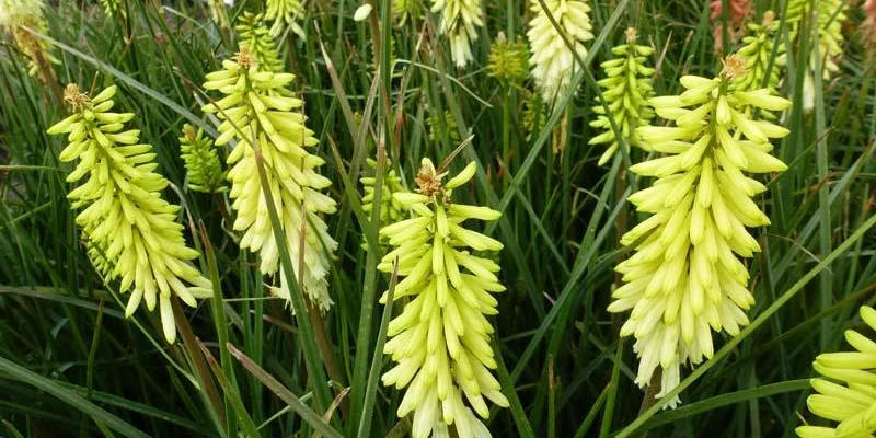 KNIPHOFIA 'Pineapple Popsicle'®