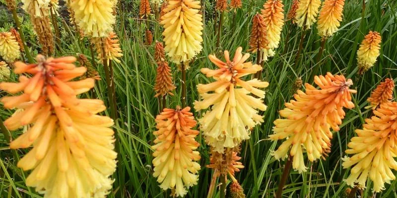 KNIPHOFIA 'Tawney King' - Tritome