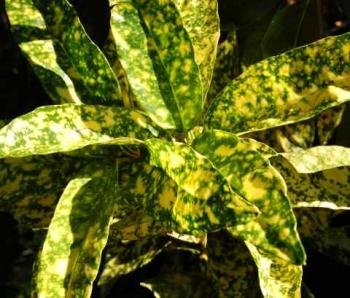 AUCUBA japonica 'Crotonifolia' - Aucuba à feuilles de croton