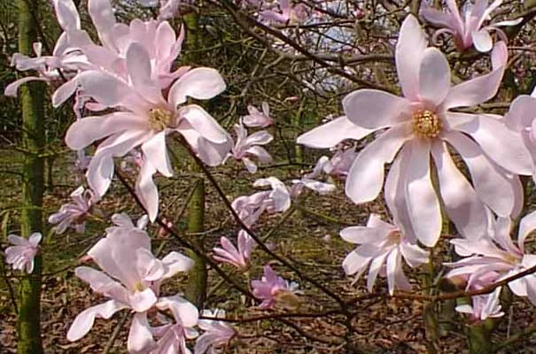 MAGNOLIA loebneri 'Leonard Messel' - Magnolia à fleurs rose