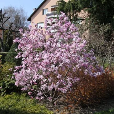 MAGNOLIA loebneri 'Leonard Messel' - Magnolia à fleurs rose