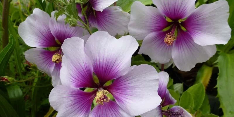 LAVATERA maritima 'Bicolor' - Lavatère