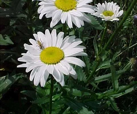 LEUCANTHEMUM superbum 'Alaska' - Marguerite