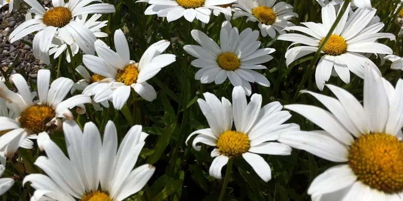 LEUCANTHEMUM superbum 'Alaska' - Marguerite