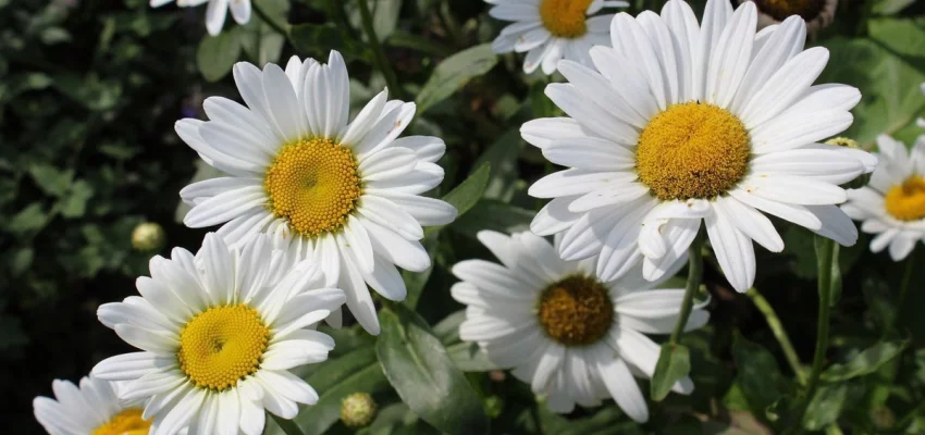 LEUCANTHEMUM superbum 'Gruppenstolz' - Marguerite