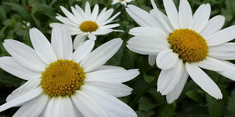 LEUCANTHEMUM superbum 'Gruppenstolz' - Marguerite