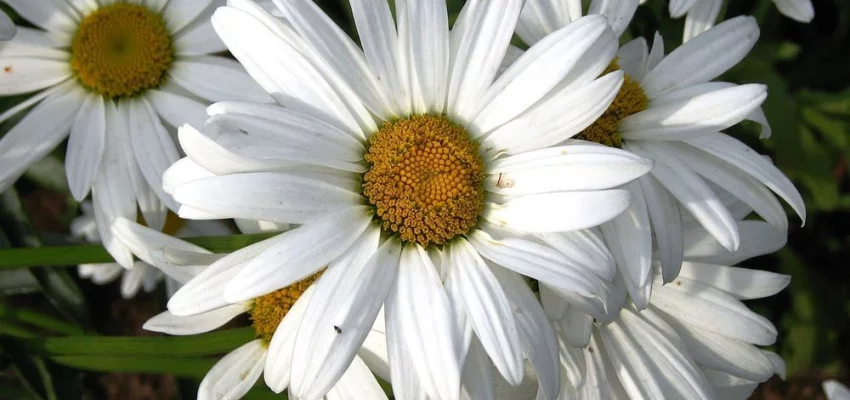 LEUCANTHEMUM superbum 'Gruppenstolz' - Marguerite