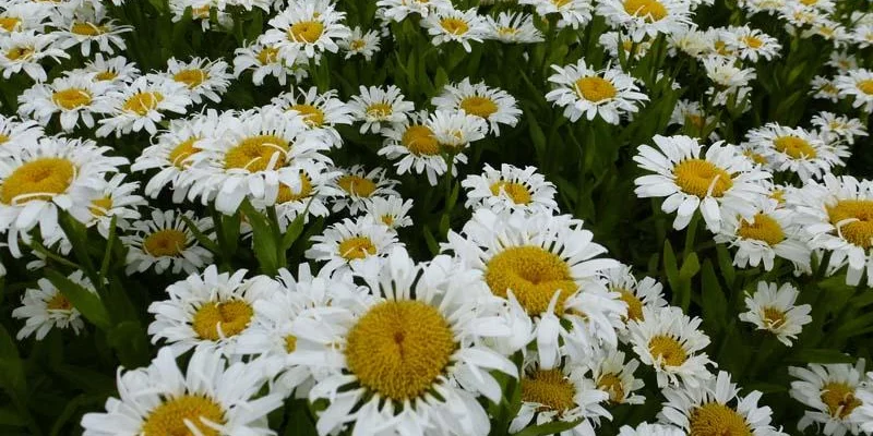 LEUCANTHEMUM superbum 'Lacrosse'