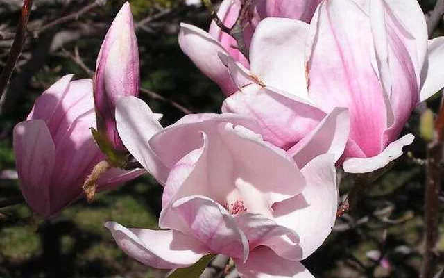 MAGNOLIA soulangeana - Magnolia de Soulange