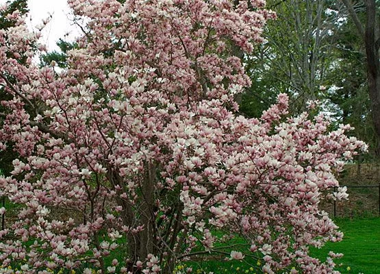 MAGNOLIA soulangeana - Magnolia de Soulange