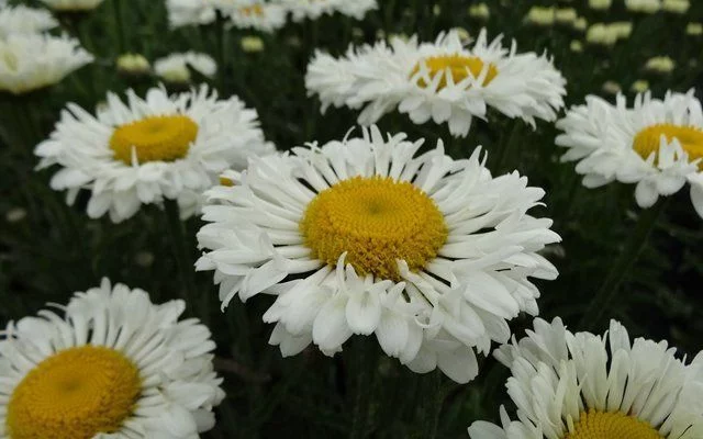 LEUCANTHEMUM superbum 'Real Neat' - Marguerite