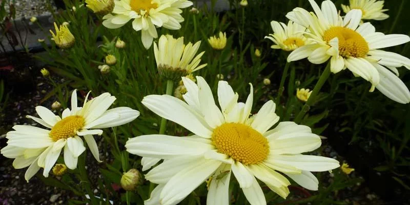 LEUCANTHEMUM superbum 'Sonnenschein' - Marguerite