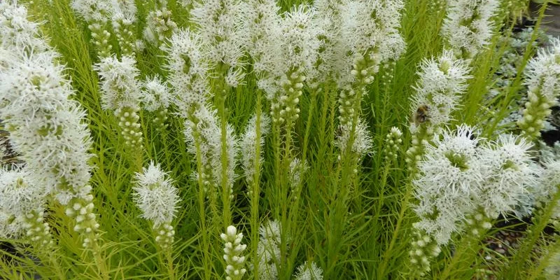 LIATRIS spicata 'Alba' - Liatride