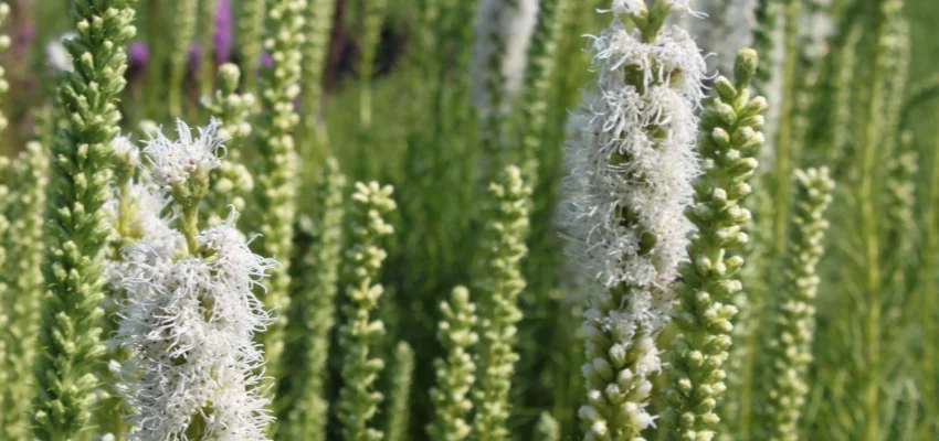 LIATRIS spicata 'Alba' - Liatride