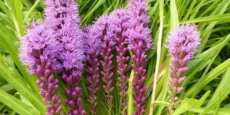 LIATRIS spicata 'Floristan Violett'