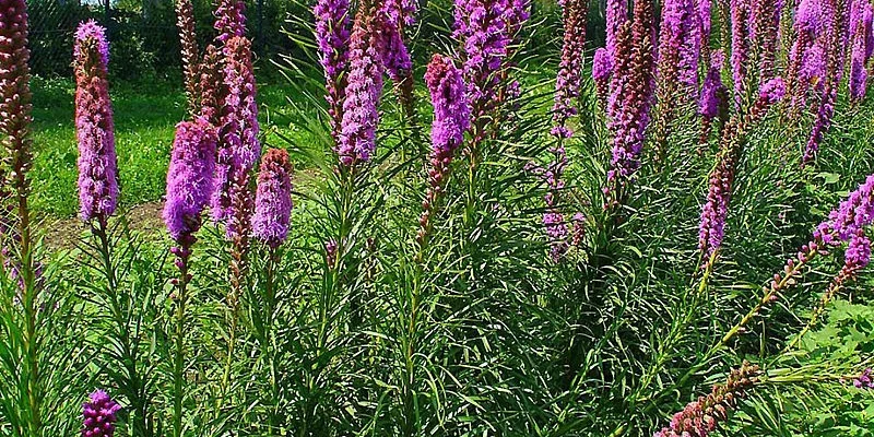 LIATRIS spicata 'Floristan Violett'