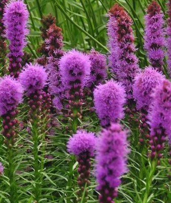 LIATRIS spicata 'Floristan Violett'