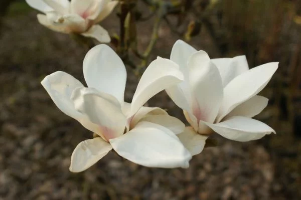 MAGNOLIA soulangeana 'Alba Superba' - Magnolia à fleurs blanche 'Alba superba'