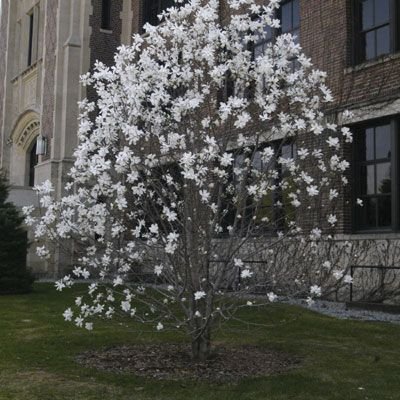MAGNOLIA soulangeana 'Alba Superba' - Magnolia à fleurs blanche 'Alba superba'