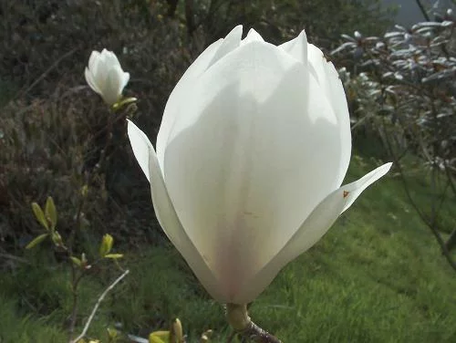 MAGNOLIA soulangeana 'Alba Superba' - Magnolia à fleurs blanche 'Alba superba'