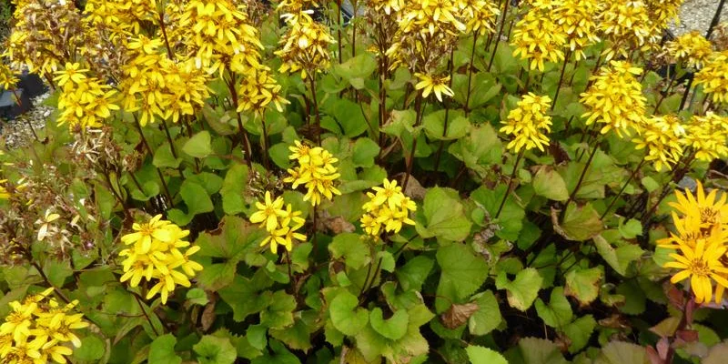 LIGULARIA 'Little Rocket' - Ligulaire