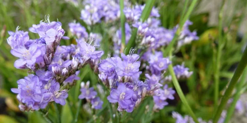 LIMONIUM latifolium 'Robert Butler' - Statice