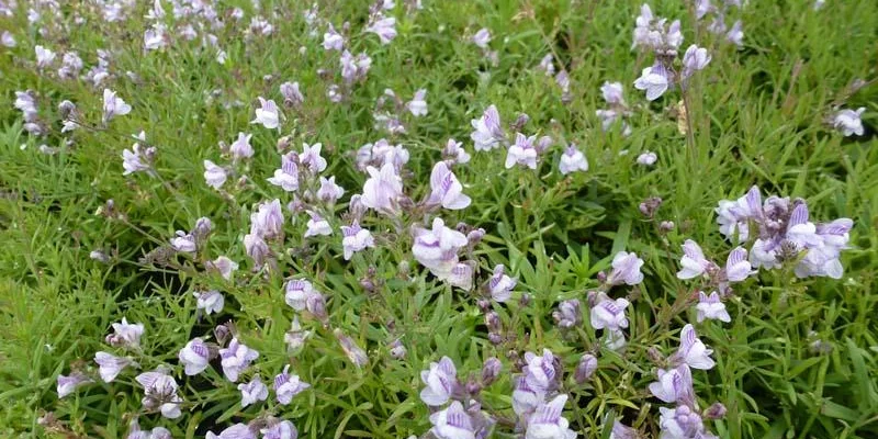 LINARIA anticaria 'Antique Silver' - Linaire