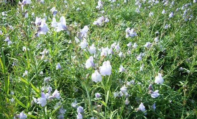 LINARIA anticaria 'Antique Silver' - Linaire