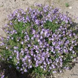 LINARIA anticaria 'Antique Silver' - Linaire