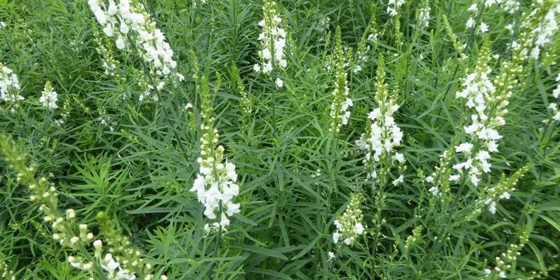 LINARIA purpurea 'Springside White' - Linaire