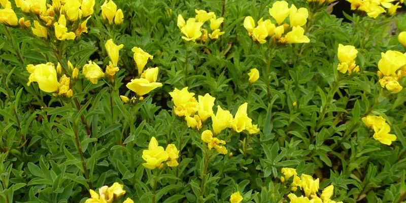 LINUM flavum 'Compactum' - Lin vivace