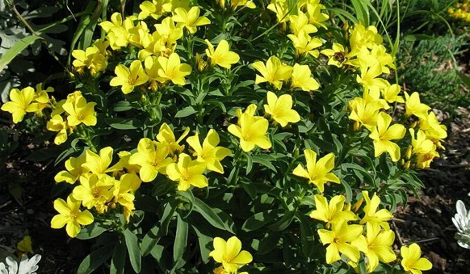 LINUM flavum 'Compactum' - Lin vivace