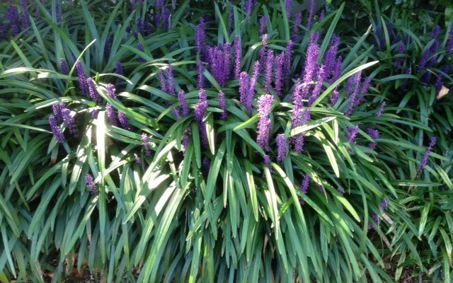 LIRIOPE muscari 'Evergreen Giant'