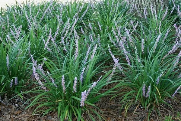 LIRIOPE muscari 'Evergreen Giant'