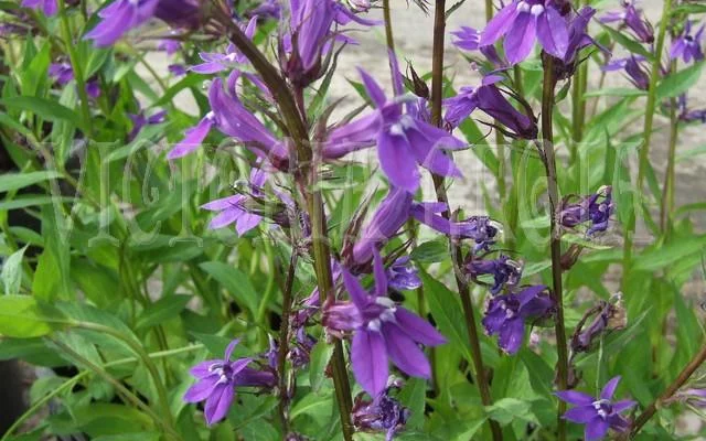 LOBELIA gerardii 'Vedrariensis'