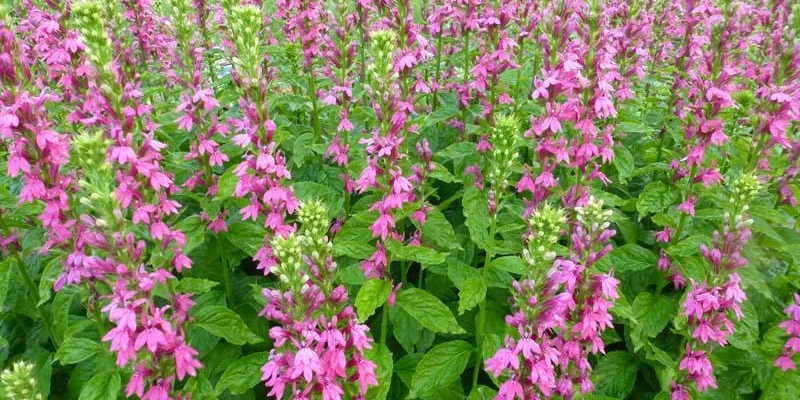 LOBELIA 'Monet Moment'®