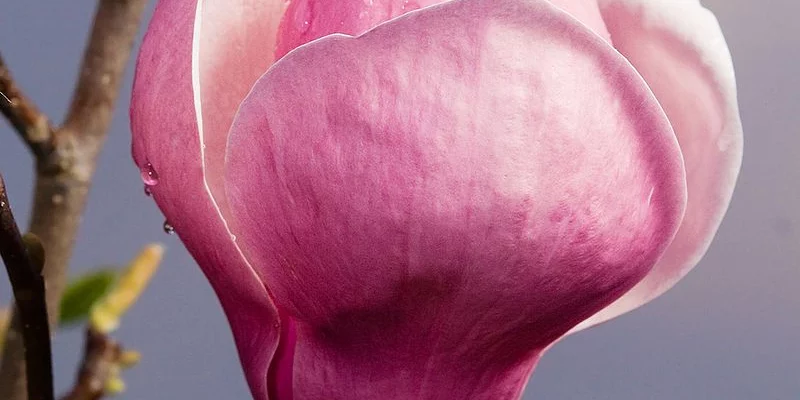 MAGNOLIA soulangeana 'Lennei' - Magnolia 'Lennei'