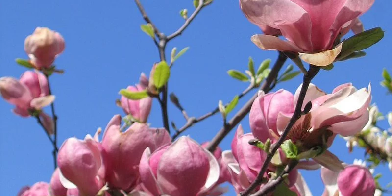MAGNOLIA soulangeana 'Lennei' - Magnolia 'Lennei'