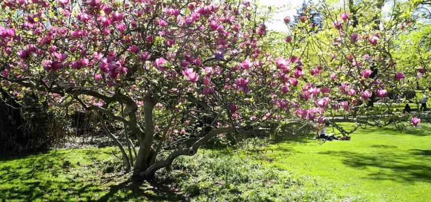 MAGNOLIA soulangeana 'Lennei' - Magnolia 'Lennei'